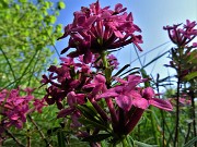 Sui monti sopra casa bei fiori primaverili-26magg23